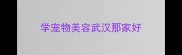 学宠物美容武汉那家好