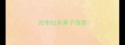 拉布拉多鼻子很湿