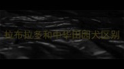 拉布拉多和中华田园犬区别