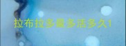 拉布拉多最多活多久