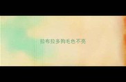 拉布拉多狗毛色不亮
