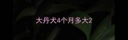 大丹犬4个月多大