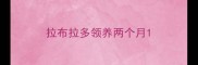 拉布拉多领养两个月
