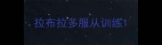 拉布拉多服从训练