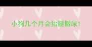 小狗几个月会抬腿撒尿