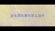 金毛狗吐黄水怎么治疗