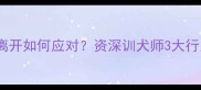 金毛出门后不离开如何应对资深训犬师3大行为与训练方案