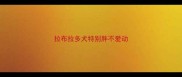 拉布拉多犬特别胖不爱动