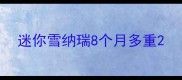 迷你雪纳瑞8个月多重