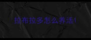 拉布拉多怎么养活