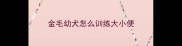 金毛幼犬怎么训练大小便