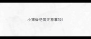 小狗做绝育注意事项