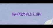 猫咪眼角有点红肿