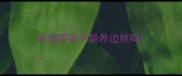 准备要孩子能养边牧吗
