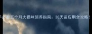 新手必看五个月大猫咪领养指南30天适应期全攻略