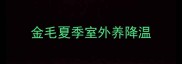 金毛夏季室外养降温