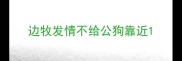 边牧发情不给公狗靠近