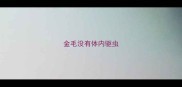金毛没有体内驱虫
