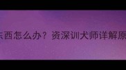 边牧在家乱咬东西怎么办资深训犬师详解原因与训练指南