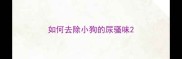 如何去除小狗的尿骚味