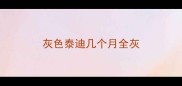 灰色泰迪几个月全灰