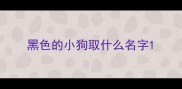 黑色的小狗取什么名字