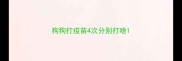 狗狗打疫苗4次分别打啥