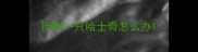 捡到一只哈士奇怎么办