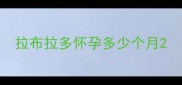 拉布拉多怀孕多少个月