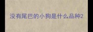 没有尾巴的小狗是什么品种