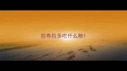 拉布拉多吃什么粮