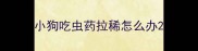 小狗吃虫药拉稀怎么办