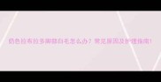 奶色拉布拉多脚部白毛怎么办常见原因及护理指南