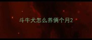 斗牛犬怎么养俩个月