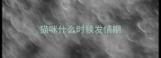 猫咪什么时候发情期