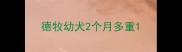 德牧幼犬2个月多重