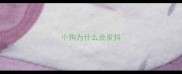 小狗为什么会发抖