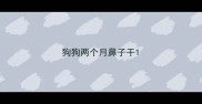 狗狗两个月鼻子干