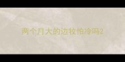 两个月大的边牧怕冷吗