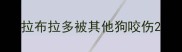 拉布拉多被其他狗咬伤