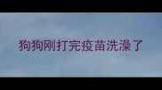 狗狗刚打完疫苗洗澡了