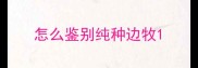 怎么鉴别纯种边牧
