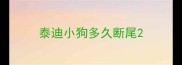 泰迪小狗多久断尾