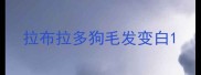 拉布拉多狗毛发变白