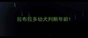 拉布拉多幼犬判断年龄