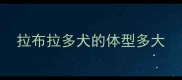 拉布拉多犬的体型多大