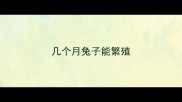 几个月兔子能繁殖