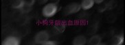小狗牙龈出血原因