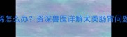哈士奇吐虫子拉稀怎么办资深兽医详解犬类肠胃问题处理与预防指南