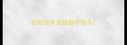 拉布拉多走路都不抬头